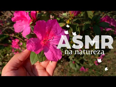 ASMR NA NATUREZA  🍃🍂 Sons de Tapping, Scratching e Passaros [Em Publico NO TALKING]