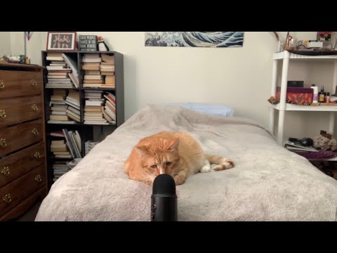 Axl the Cat Purring ASMR 🐱