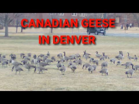 CANADIAN GEESE LIFE IN DENVER :Igorota in Denver Colorado USA 🇺🇸