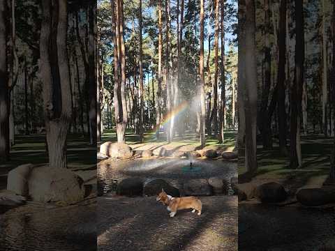 MORNING MEDITATION CATCH RAINBOW 🌈🌻 REIKI HEALING