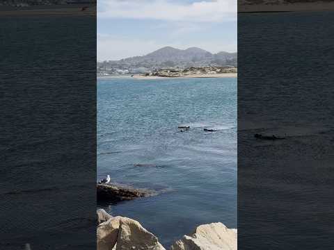 Morro Bay Travel Vlog 🌊 #morrobay #travel #california #vlog
