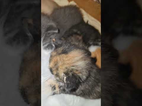 Jaydyn and siblings nursing. back in May.