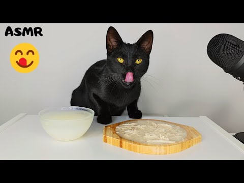 Cat eating Chicken Soup ASMR