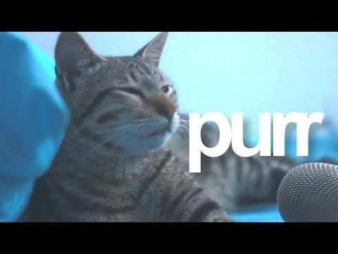 PURRING ASMR