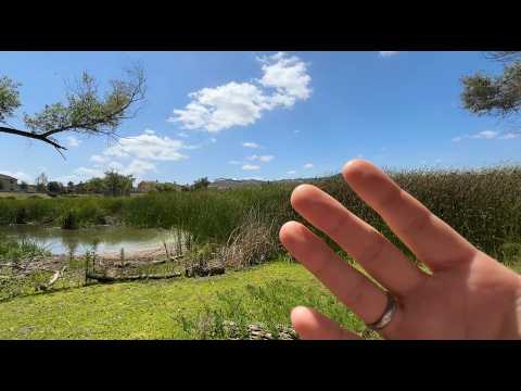 Outdoor ASMR: Camera Tapping, Tracing, etc.🌳🐾