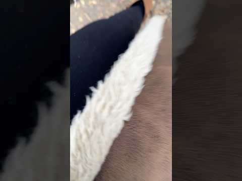 ASMR Geräusche beim Laufen mit meiner Hunde Hose. 🙃
