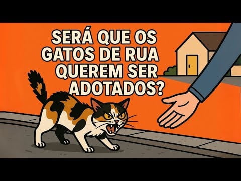 Será que Todos os Gatos de Rua Querem Ser Adotados?