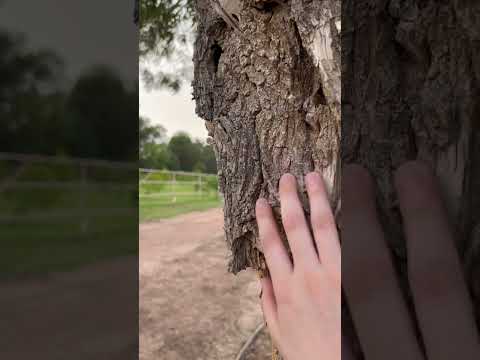 Asmr Tree Sounds 🌳🪾 #asmr #relax #asmrtriggers #tingles #asmrvideos #tapping #triggertime