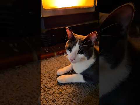 Healing Purring ASMR 🐾 After an Emergency Surgery 🥺