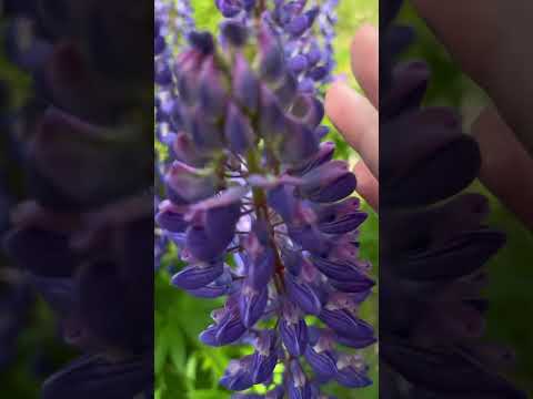 ASMR outdoor 🌿🌿 #asmr #lofiasmr
