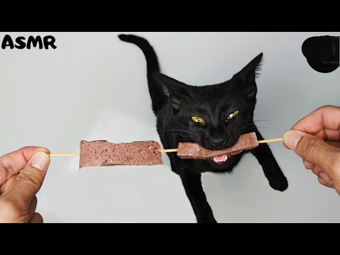 ASMR Cat Eating Food