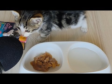 Kedi ASMR 