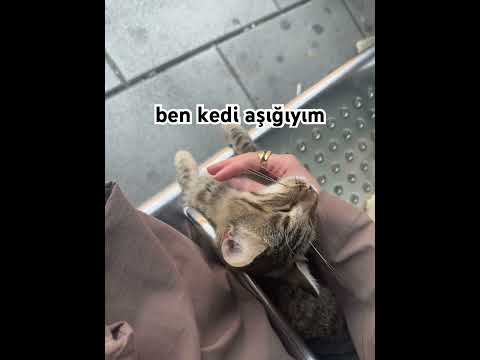 #music #sad #cute #cat #cats