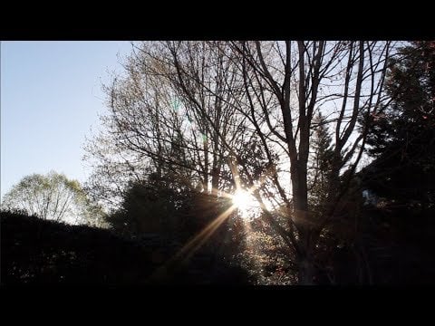 [ASMR] Morning Nature Sounds - Birds Chirping, Airplanes & White Noise