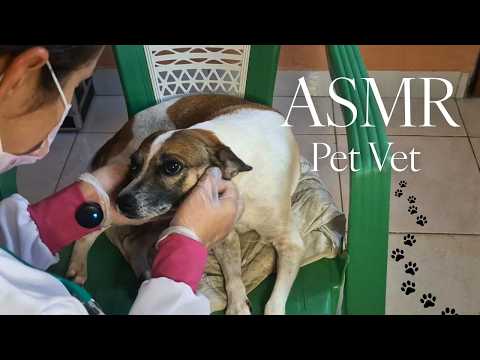 ASMR ROLEPLAY consulta Veterinária
