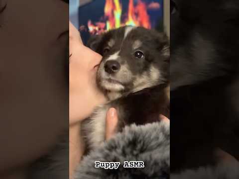 Puppy ASMR!! Moose was so little 😭😭❤️ #puppy #dogmom #asmr #puppyasmr