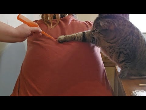 😻 ASMR Back Tracing Games & New Back Scratcher Tool ft Woodley the Cat 😻