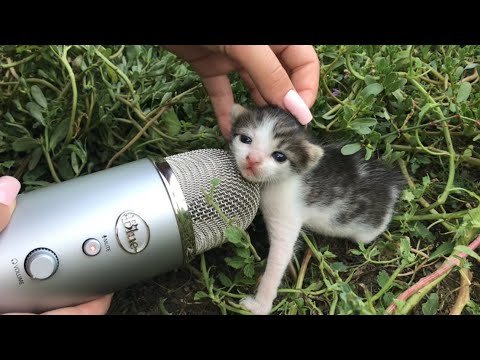 Cat ASMR in 1 minute