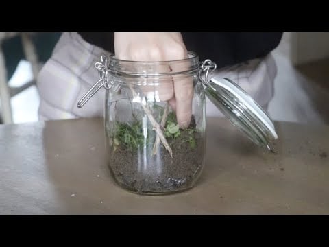 ASMR | Making a closed terrarium 🌿🍃🐜