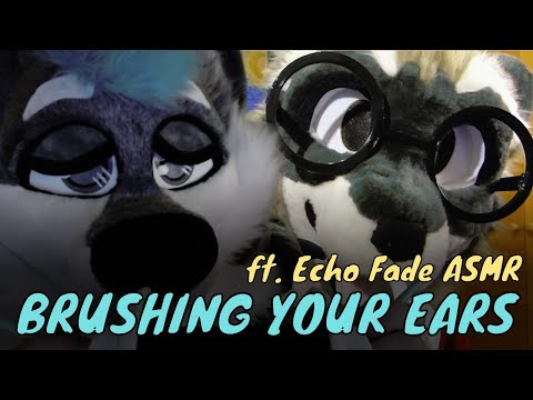 [Furry ASMR] Brushing Your Ears (with @EchoFadeASMR)