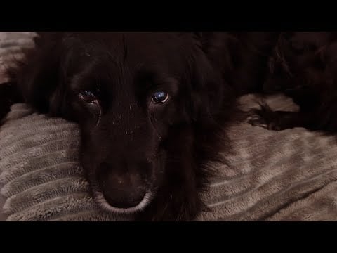 Petites nouvelles de " Chiquita " 🐕