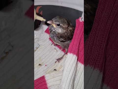 NIKI ASMR-ACHEI ELE CAIDO E PEGUEI PRA CUIDAR #asmr #videoscurtos #shortsviral