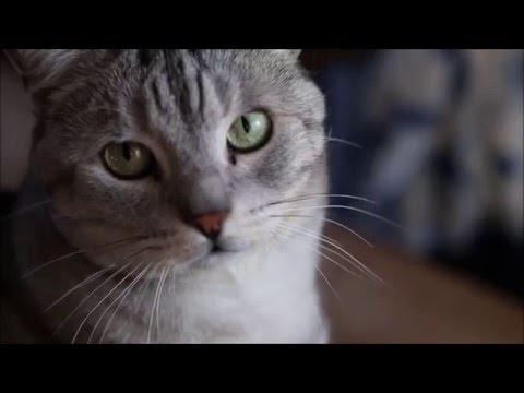 ASMR  LOVING ON KITTY TODAY