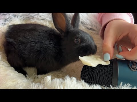 Asmr With a Little Rabbit🐰 Asmr How the Rabbit Eats🐇Asmr for Relax