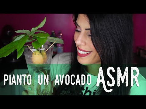 ASMR ita - 🌱 PIANTO IL MIO AVOCADO (Soft Spoken)