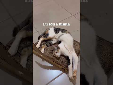 Nós somos a dupla, danadinha ehhehe  #cat #adoteumgato #gatos  #pets #gatosendogato #catlove