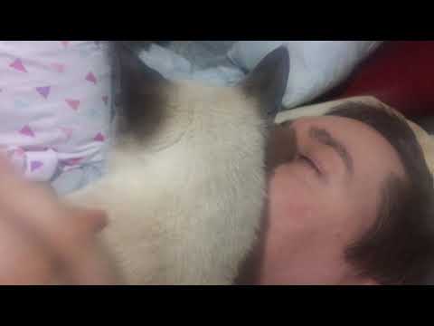 ASMR Siamese Cat Cuddling With His Pet Parent Dad. (He is making Purring Sounds)