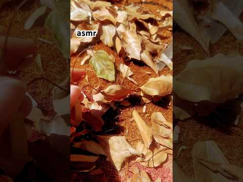 It feels like fall 😌🍂🍁#asmr #asmrtapping #watersounds #water #nature