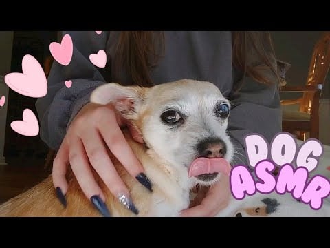 Dog ASMR - petting, scratching sweet puppy ( no talking)