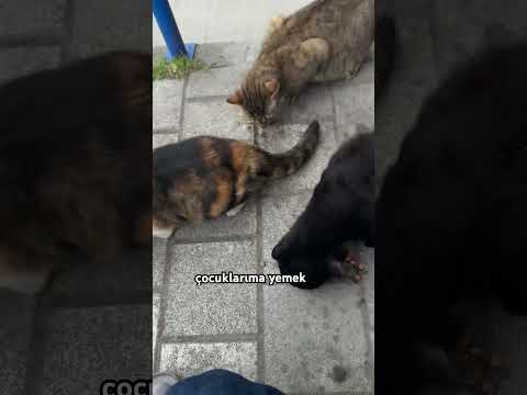 #music #love #cat #cute #cats #catvideos #catshorts #catlovers #catvideo #catlife #turkey #türkiye