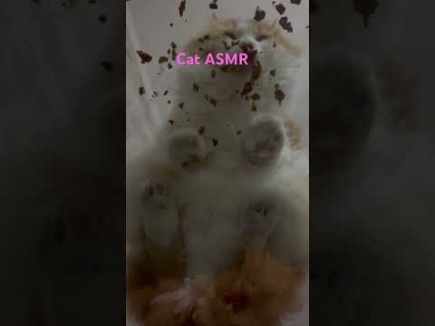 #cats #catasmr #asmr #asmrchallenge