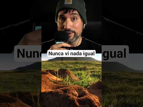 El hormiguero más grande jamás descubierto