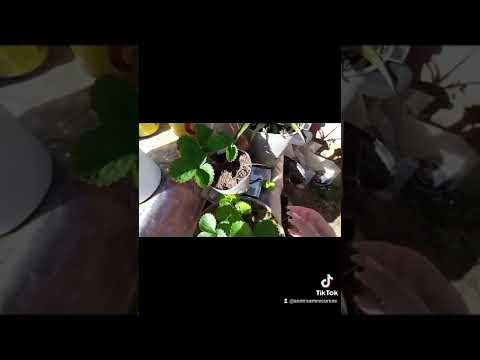 ASMR AO AR LIVRE/COM PLANTAS E TAPPING