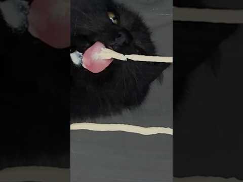 Cat Lick ASMR 👅 #shorts