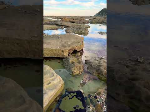 🇦🇺ASMR please ignore my friends warning me / Australia trip! #asmr #nature