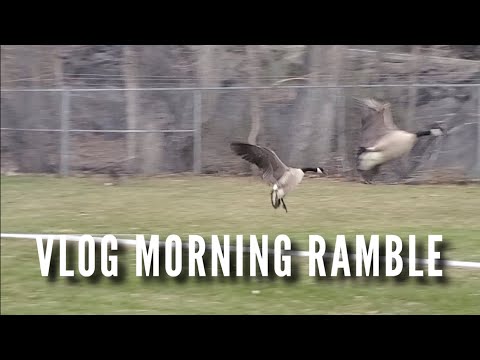 Morning Park Ramble and Watching Crazy Geese vs. Groundhog Showdown
