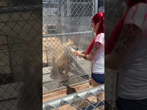 #asmr #visualtingle #asmrmouthsounds #mouthwhisper #lions #vegas