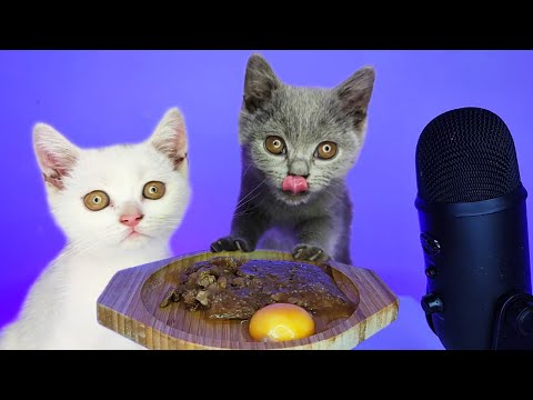 Kittens Eating Egg Yolk & Wet Cat Food ASMR