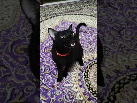 Khatarnak hum hai short video 😁😎😺 #funny #comedy #cat #shorts