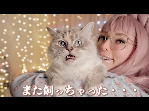 [not-asmr] 猫が大好きすぎて３匹目のラグドールを飼っちゃった外人がぴをご紹介いたします~ when two ragdolls just isn't enough...🐈✨💕