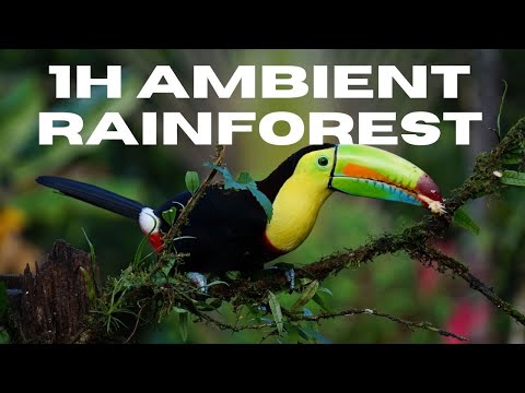 1H Ambient Rainforest - Cleanse and Heal - Sleep, study, yoga, meditation