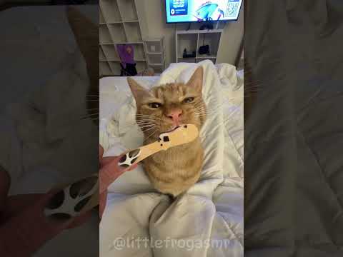 CAT EATING ICE CREAM 🍦 ASMR 🍨 #asmr #satisfying #cat #catvideos #eating #cute