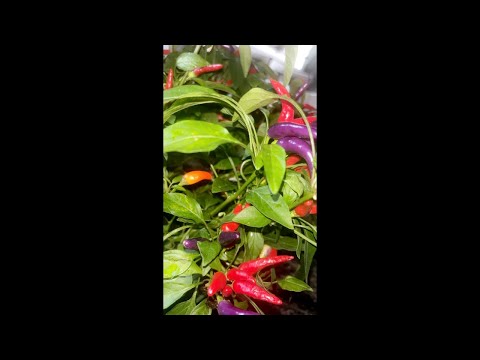 Harvesting Rainbow Chili Peppers Live | Peaceful ASMR Gardening