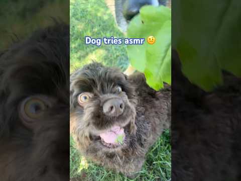 my dog does asmr