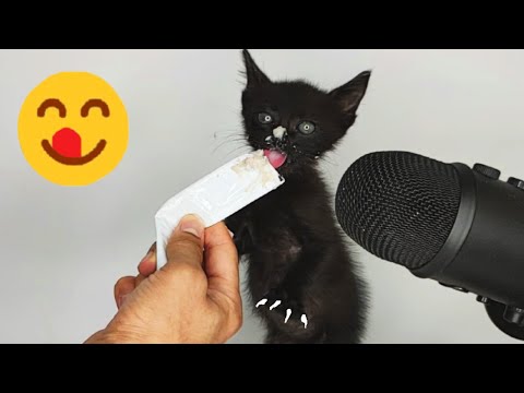 Kitten Eating Creamy Treat ASMR