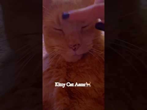 Kitty Cat Asmr 🐈 #lofiasmr #fastandaggressiveasmr #kitty #mouthsoundsasmr #visualtingle